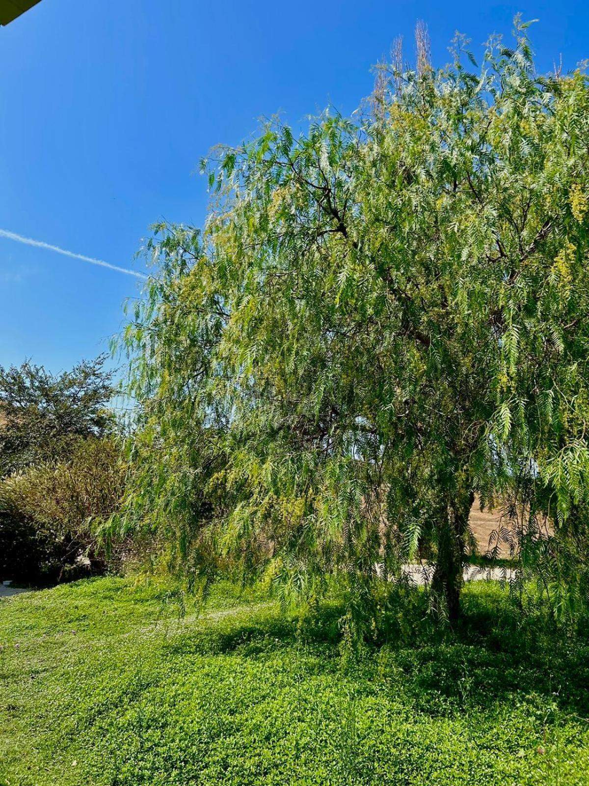 Agriturismo Podere Farnesiana 塔尔奎尼亚 外观 照片